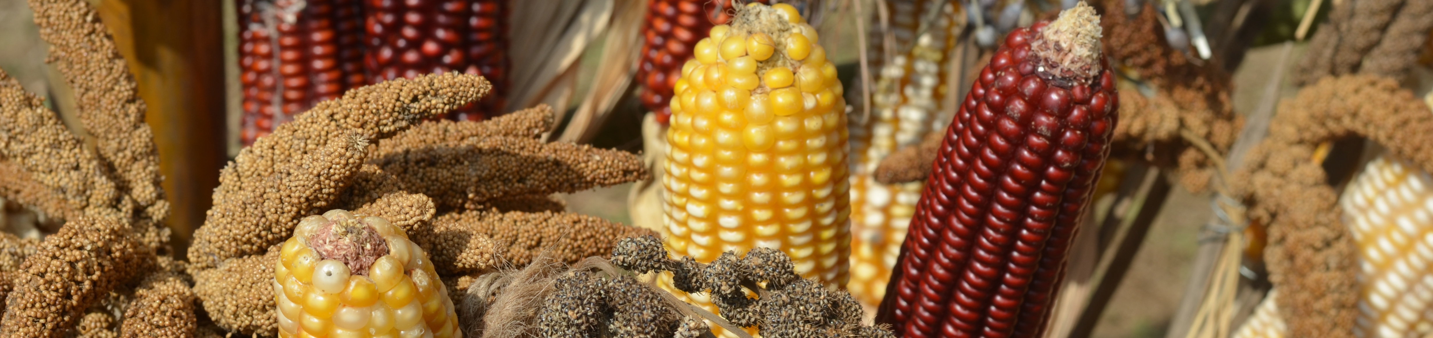 Crop yield forecast combination of process-based and statistical crop models at the local level feature image